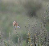 393 - LINOTTE MELODIEUSE 01 - RONDEL BRIGITTE - france <div : oiseaux